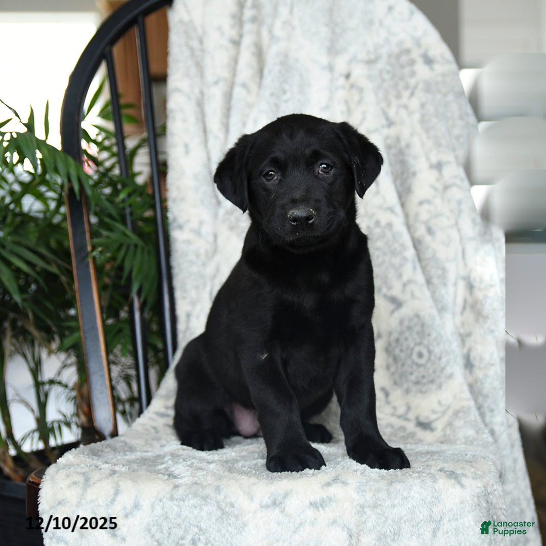 Labrador Retriever dogs for sale: Banana - Ad 3