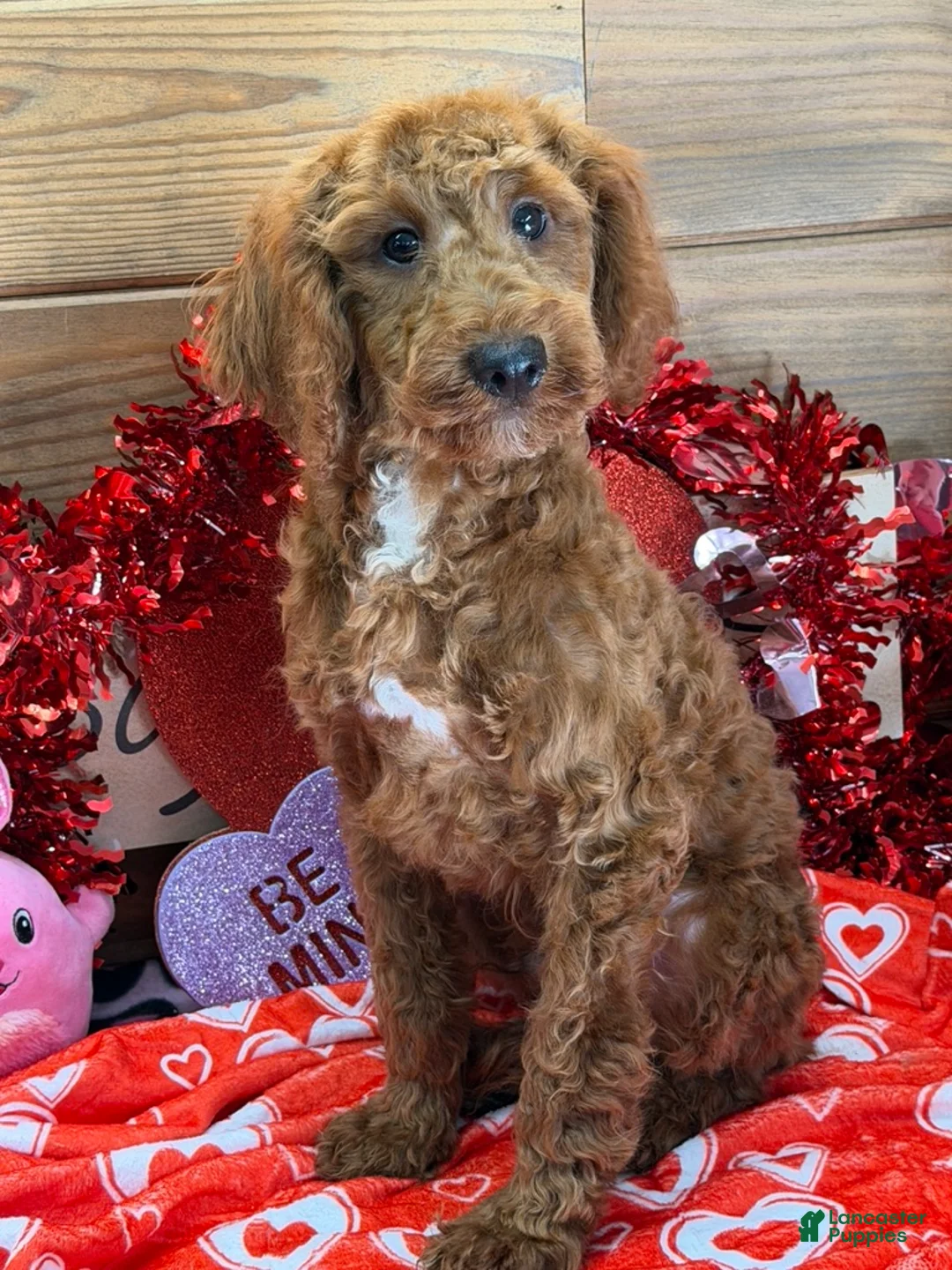 Mini Goldendoodle dogs for sale: Jolly - Ad 3