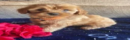 Cavapoochon dogs for sale: Opal - Ad 3