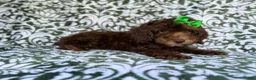 Cavapoo dogs for sale: Claire - Ad 9