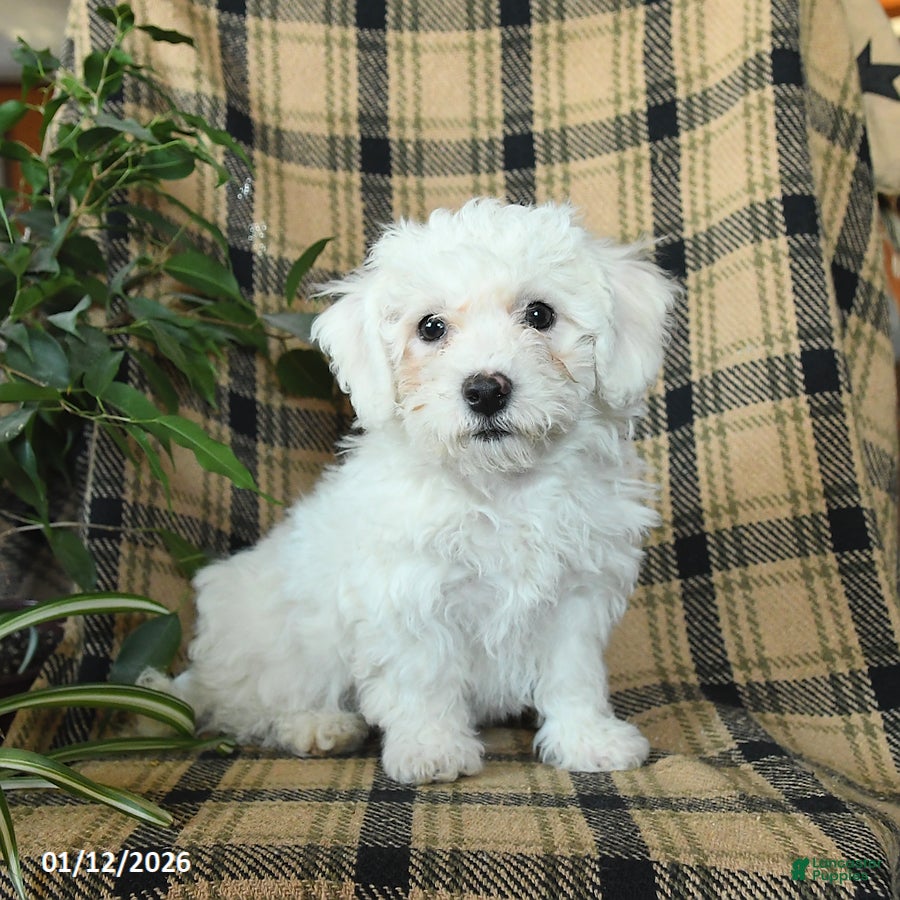 Bichon Frise dogs Denver - Ad 36