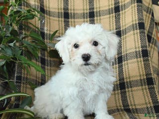 Bichon Frise dogs Denver - Ad 36