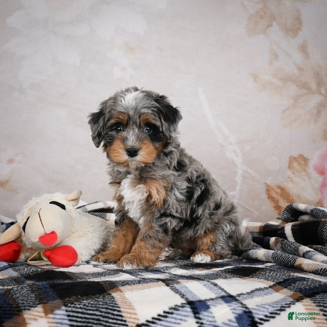 Bernedoodle dogs for sale: Gigi - Ad 1