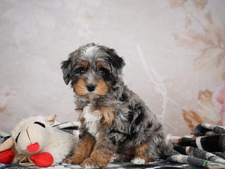 Bernedoodle dogs Gigi - Ad 11