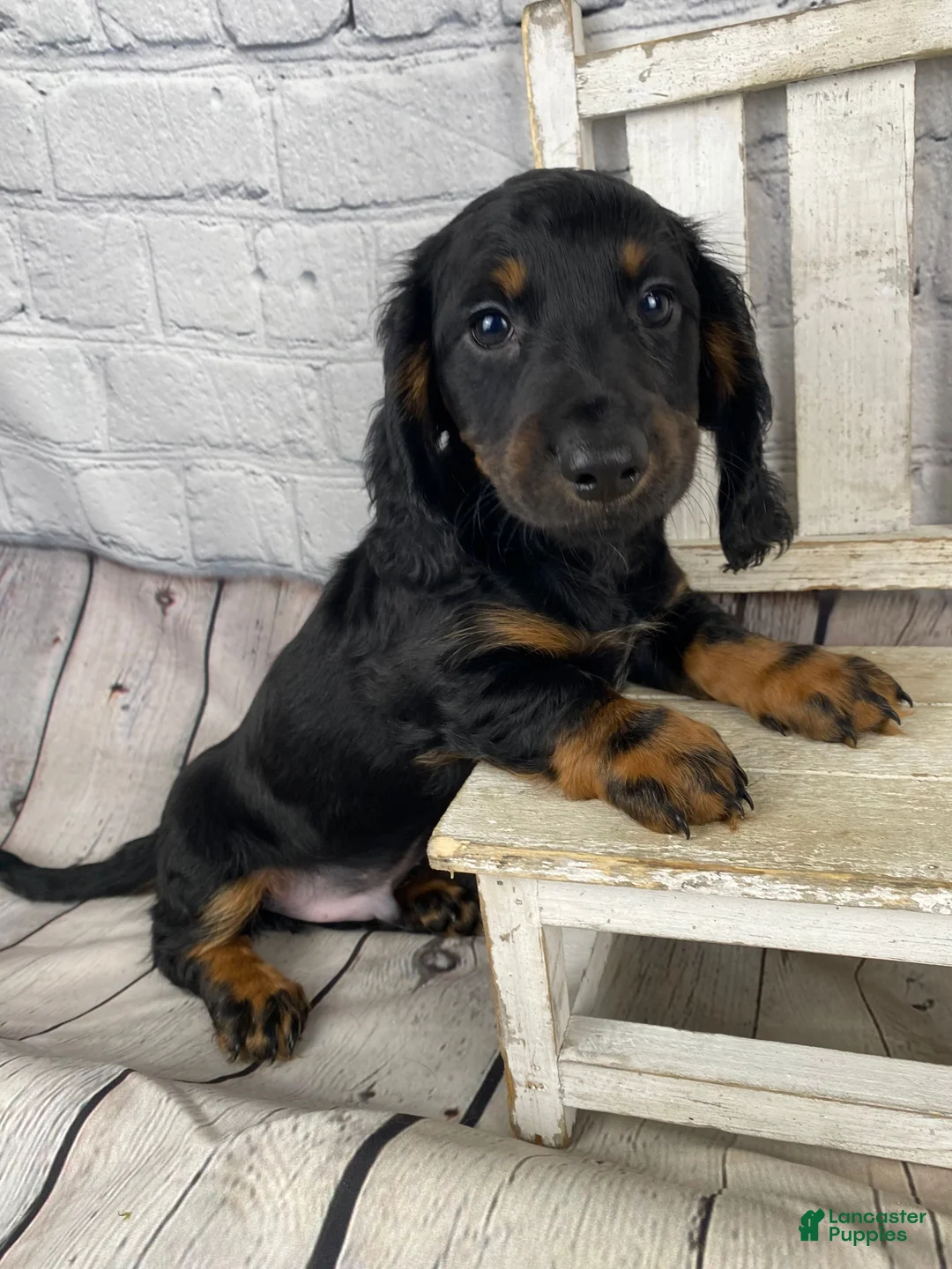 Miniature Dachshund dogs for sale: Brody - Ad 1