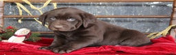 Labrador Retriever dogs for sale: Kylo - Ad 2