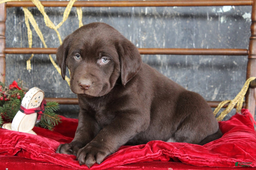 Labrador Retriever dogs for sale: Kylo - Ad 2