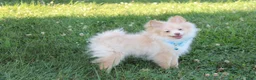 Pomeranian dogs for sale: Teddy  - Ad 7