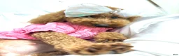 Toy Poodle dogs for sale: Toy Poodle Puppy 4 - Ad 13