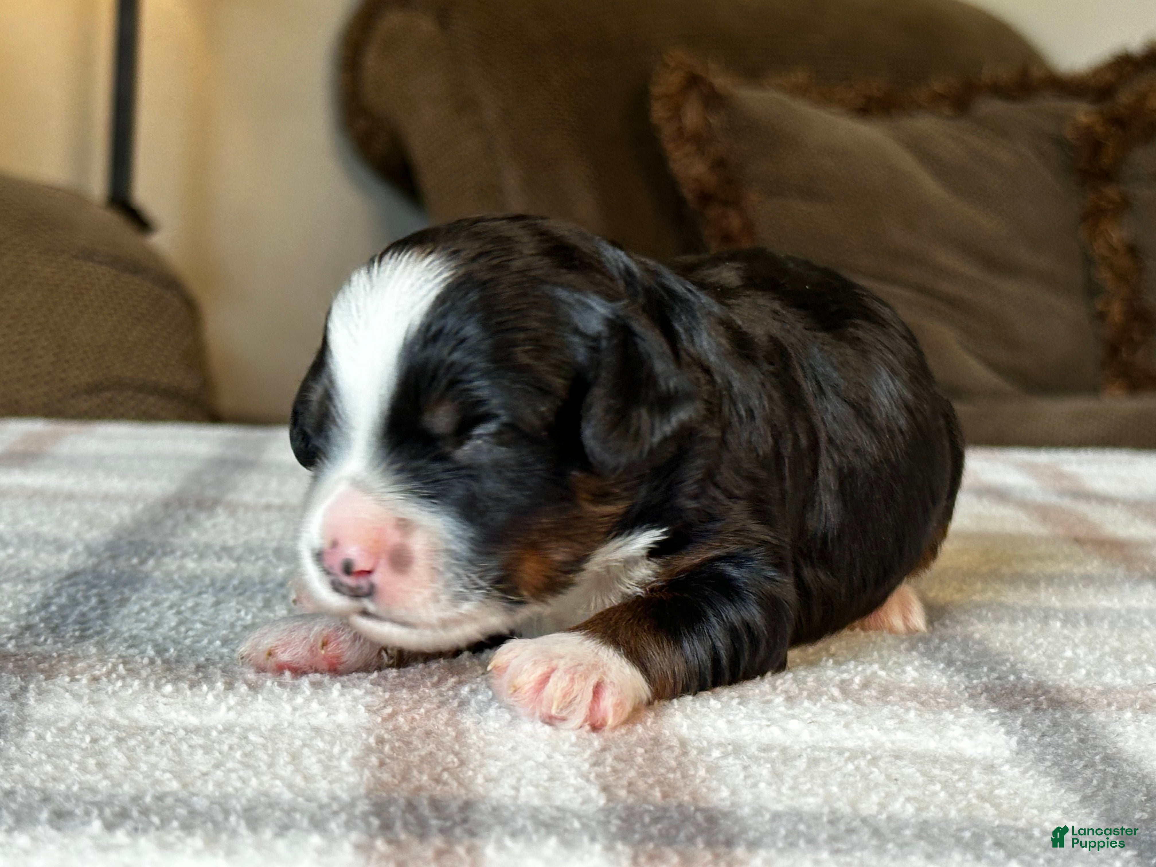 Mixed Breed dogs Tricolor Micro Bernedoodle - Ad 1
