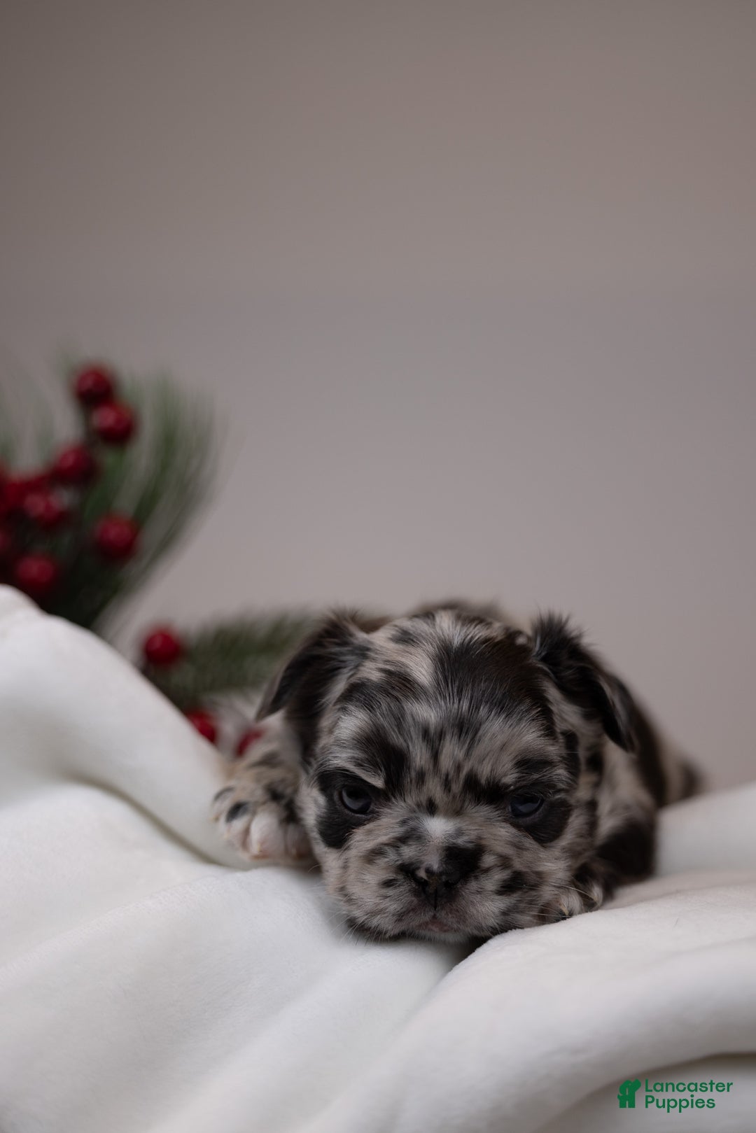 French Bulldog dogs for sale: Teddie -Fulffy Big Rope - Ad 16