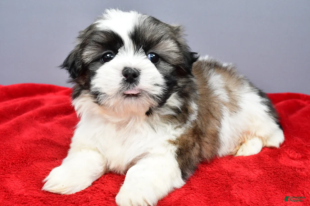 Shih Tzu dogs for sale: Rocket - Ad 1