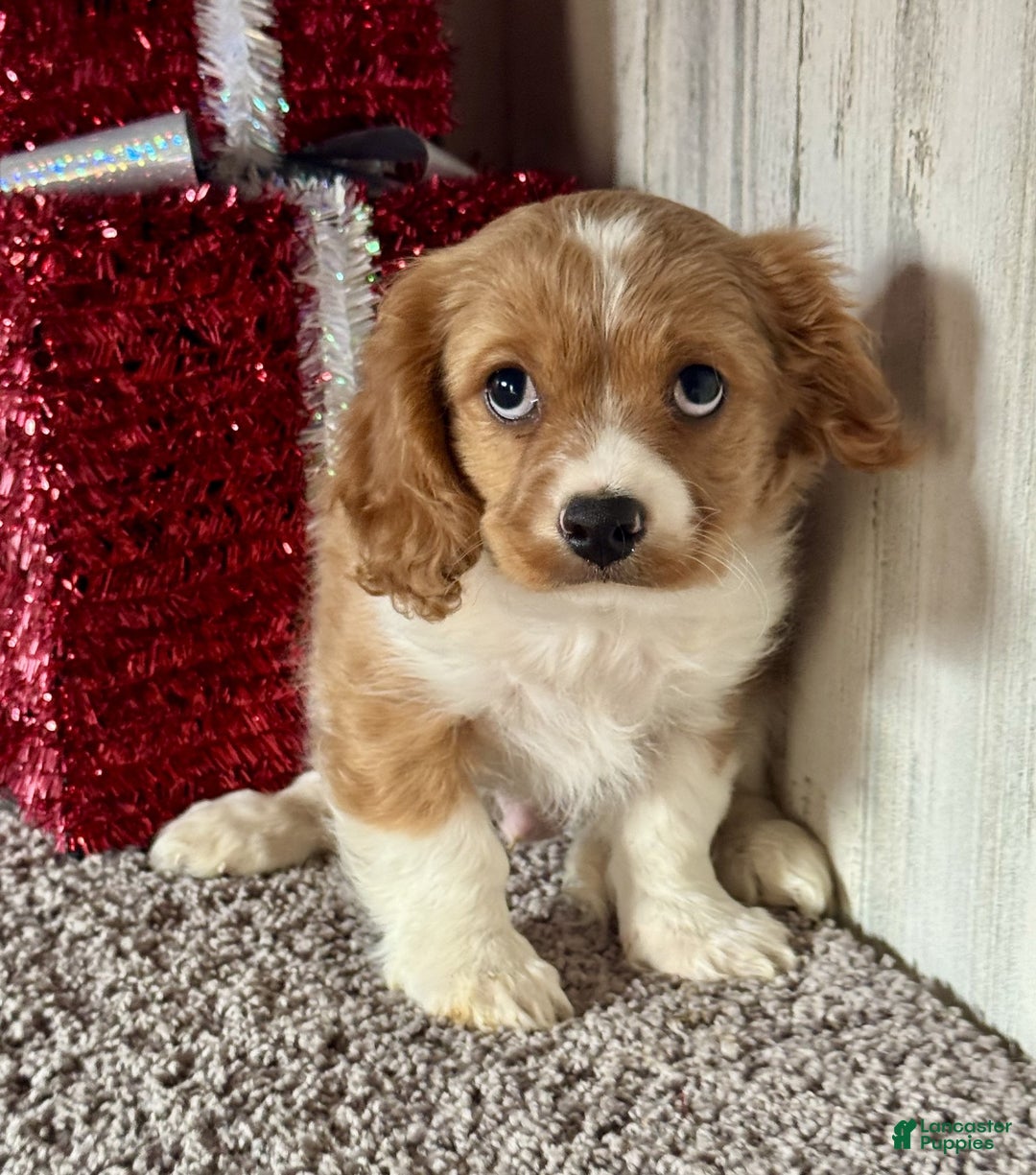 Cavapoo dogs for sale: Dasher - Ad 3