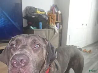 Cane Corso dogs for sale: Cane Corso Puppy 1 - Ad 1