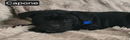 Cane Corso dogs for sale: Capone - Ad 2