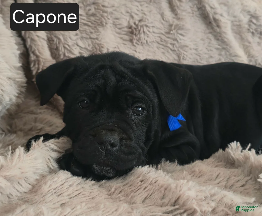 Cane Corso dogs for sale: Capone - Ad 2