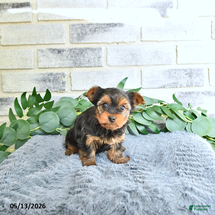 Yorkshire Terrier dogs Vivi - Ad 1