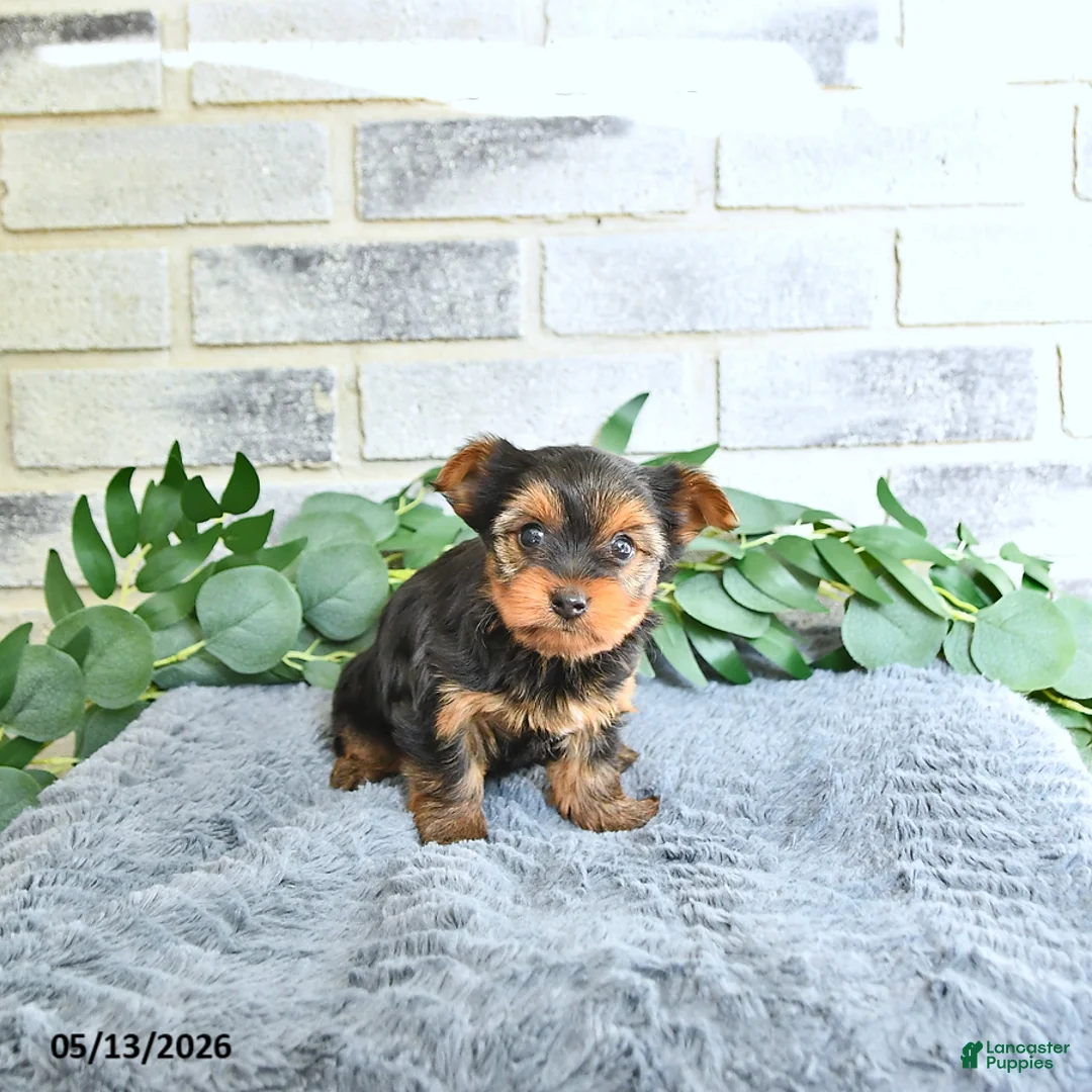 Yorkshire Terrier dogs for sale: Vivi - Ad 1