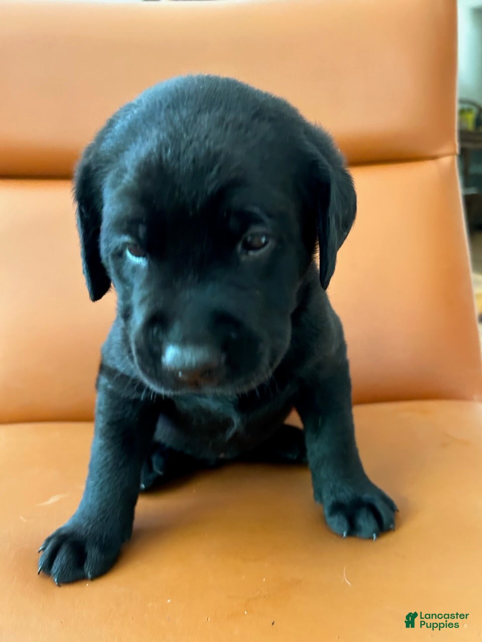 Labrador Retriever dogs for sale: Labrador Retriever Female 2 - Ad 2