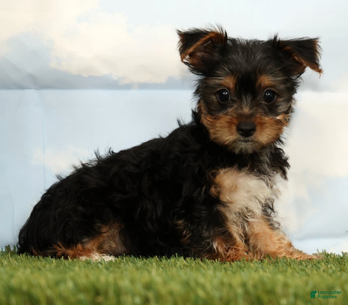Yorkshire Terrier dogs Kayla - Ad 1