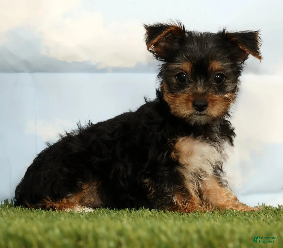 Yorkshire Terrier dogs for sale: Kayla - Ad 1