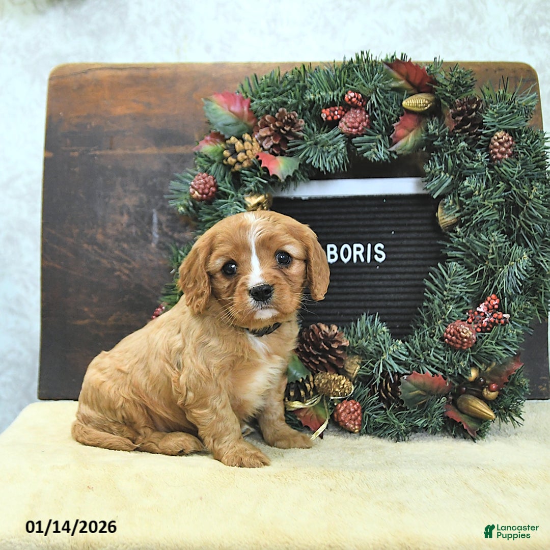 Cavalier King Charles Spaniel dogs for sale: Boris - Ad 2