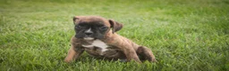 Boxer dogs for sale: Theo - Ad 1
