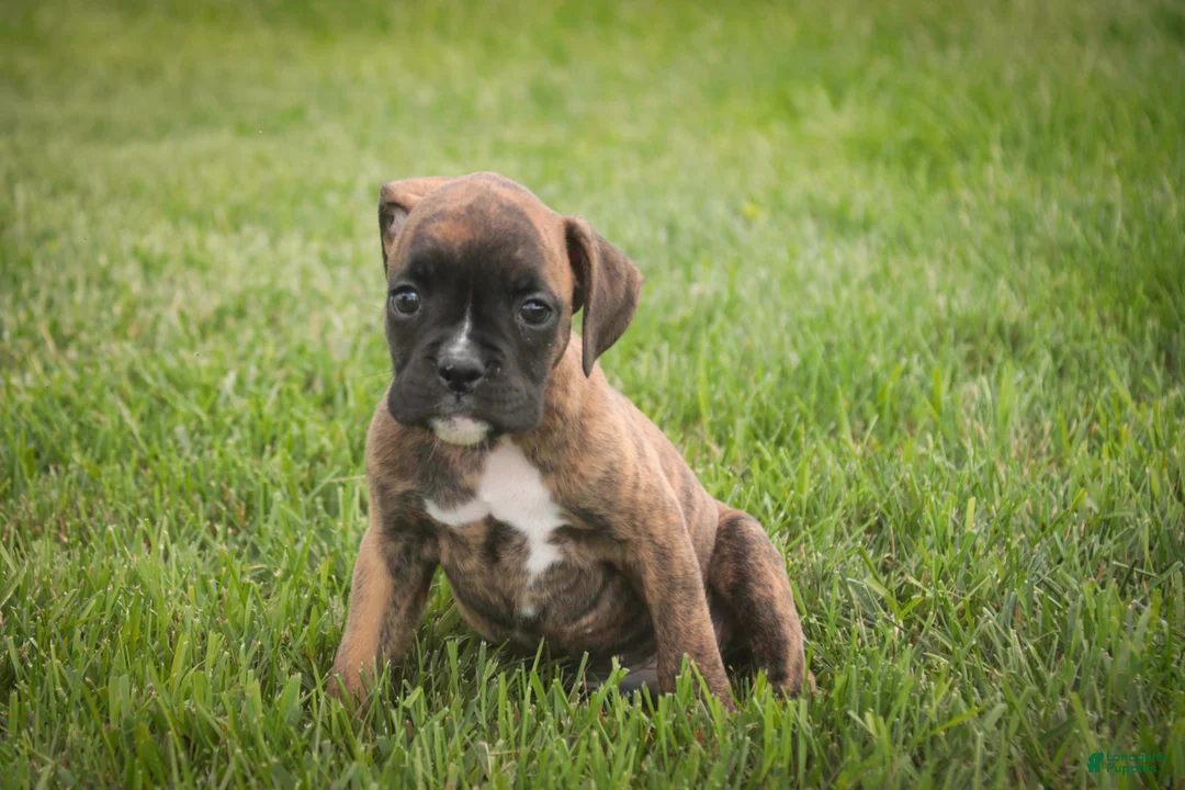 Boxer dogs for sale: Theo - Ad 1