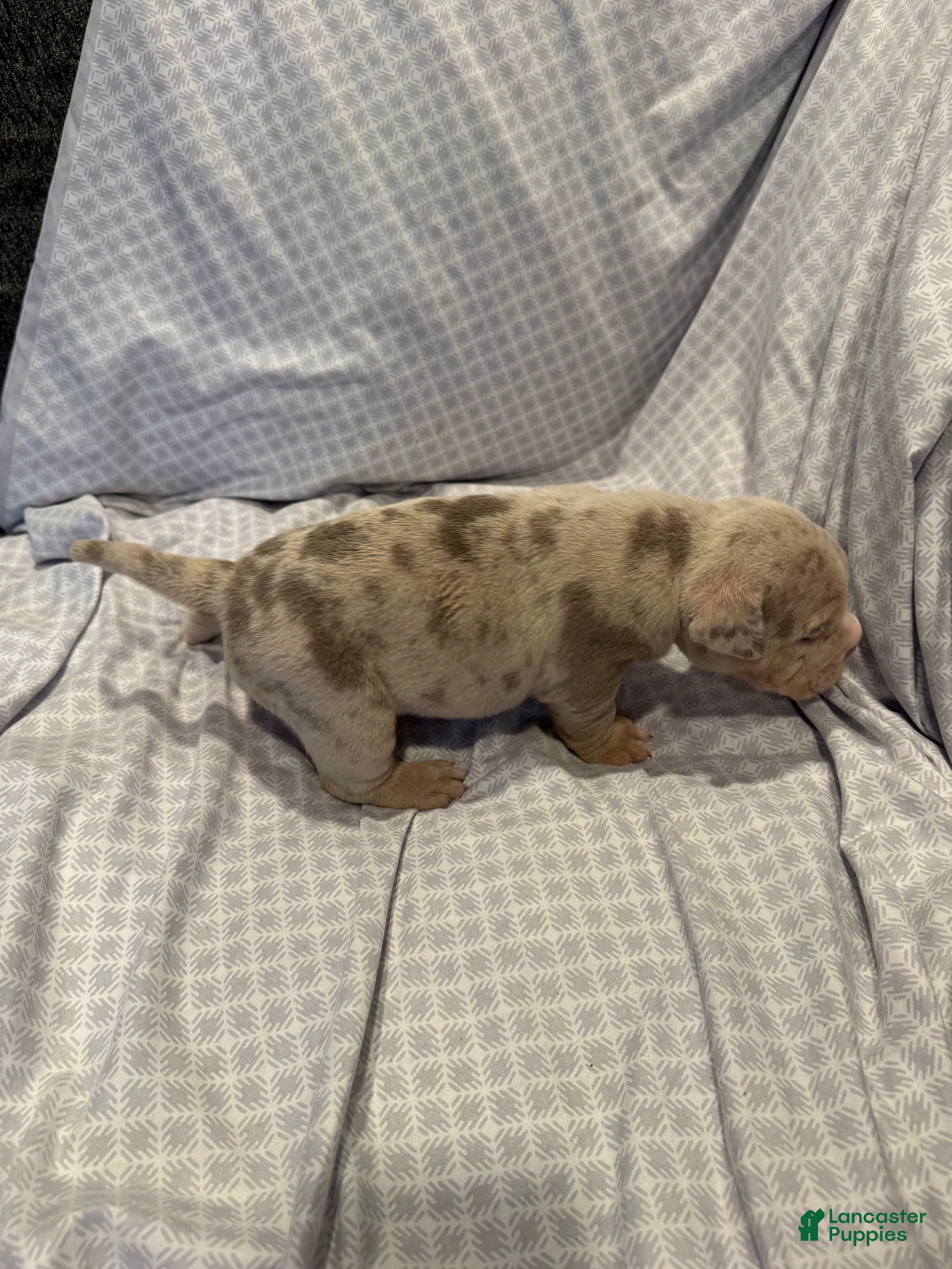 American Bully dogs American Bully Puppy 2 - Ad 2