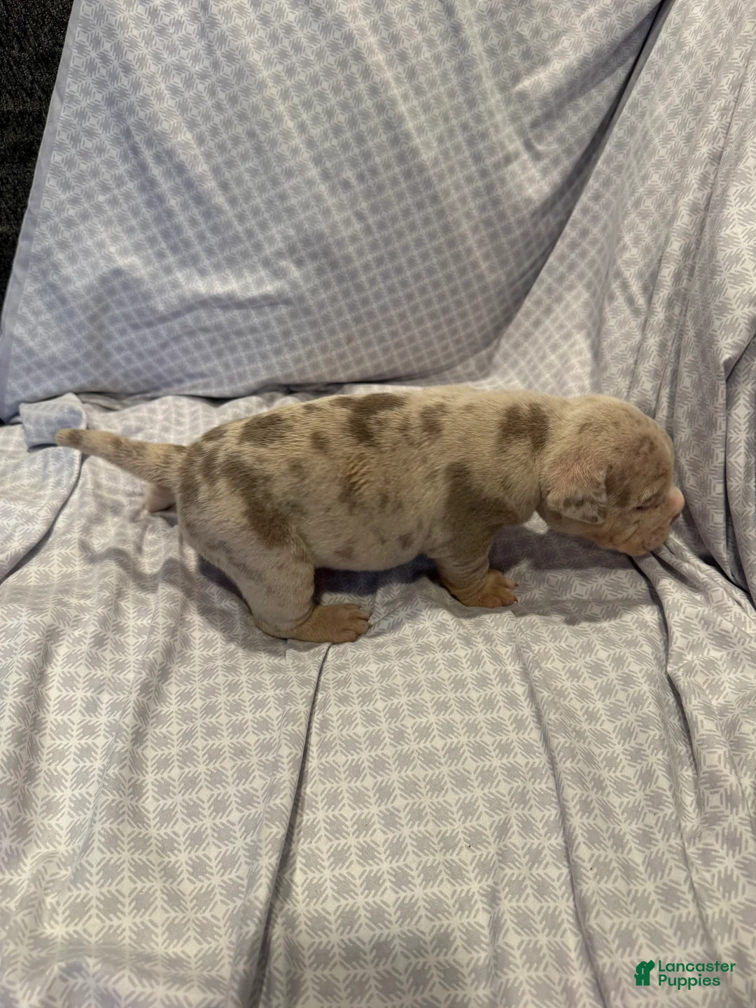 American Bully dogs for sale: American Bully Puppy 2 - Ad 2
