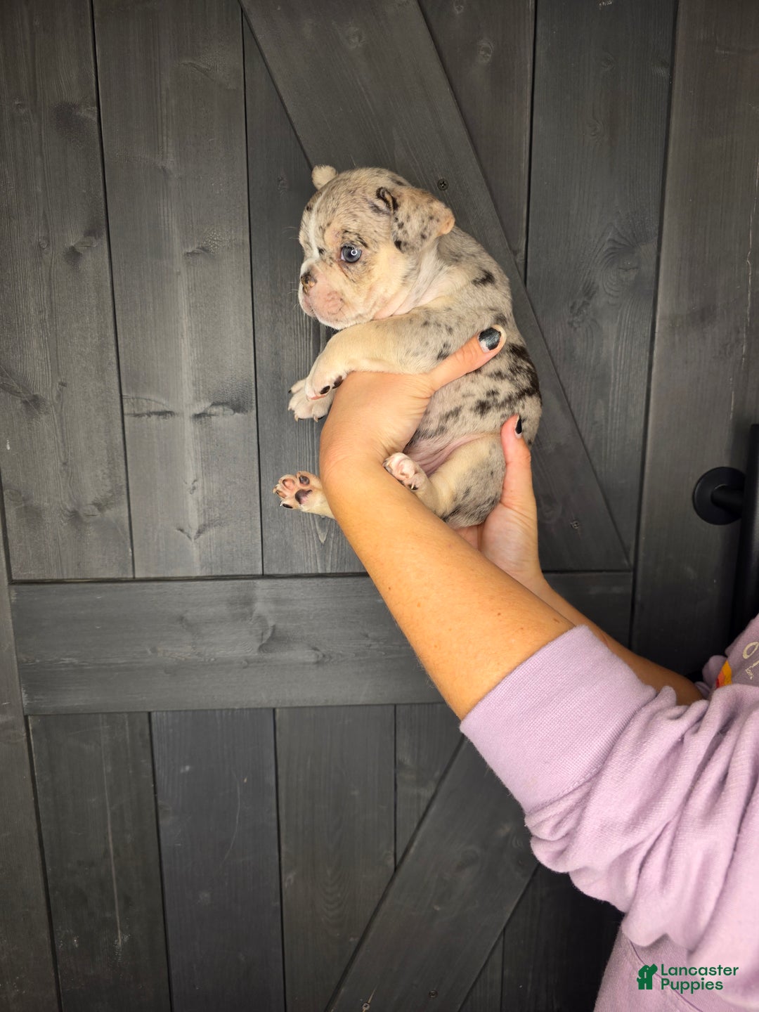 French Bulldog dogs for sale: French Bulldog Puppy 3 - Ad 3