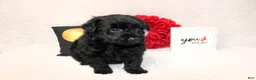 Aussiedoodle dogs for sale: Amour - Ad 1