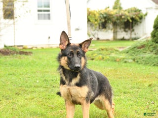 German Shepherd dogs - Ad 8