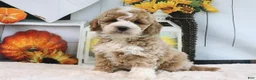 Mini Goldendoodle dogs for sale: Koby - Ad 1