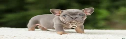 French Bulldog dogs for sale: Duke - Ad 3
