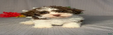 Ryan