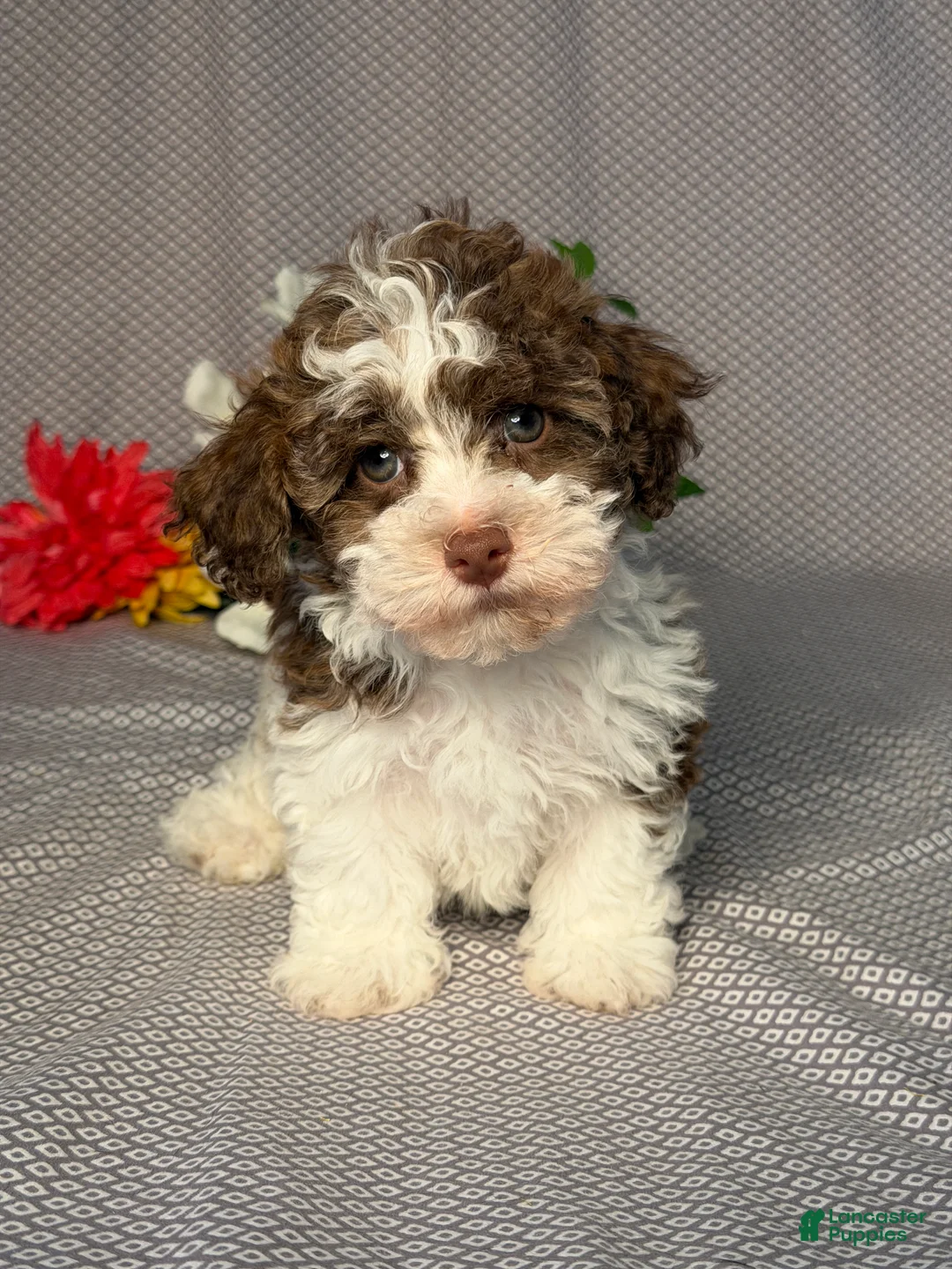 Havapoo dogs for sale: Ryan - Ad 1