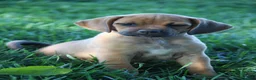 Puggle dogs for sale: Silverado - Ad 1