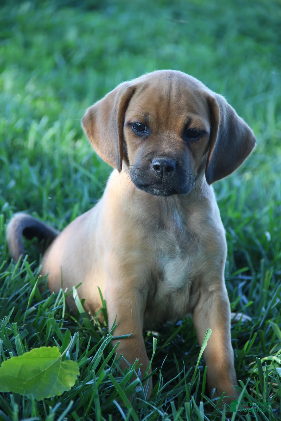Puggle dogs for sale: Silverado - Ad 1