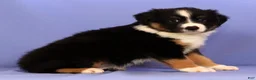 Miniature Australian Shepherd dogs for sale: Benny - Ad 5