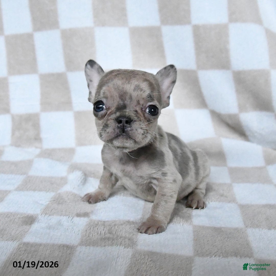 French Bulldog dogs for sale: Helen - Ad 3