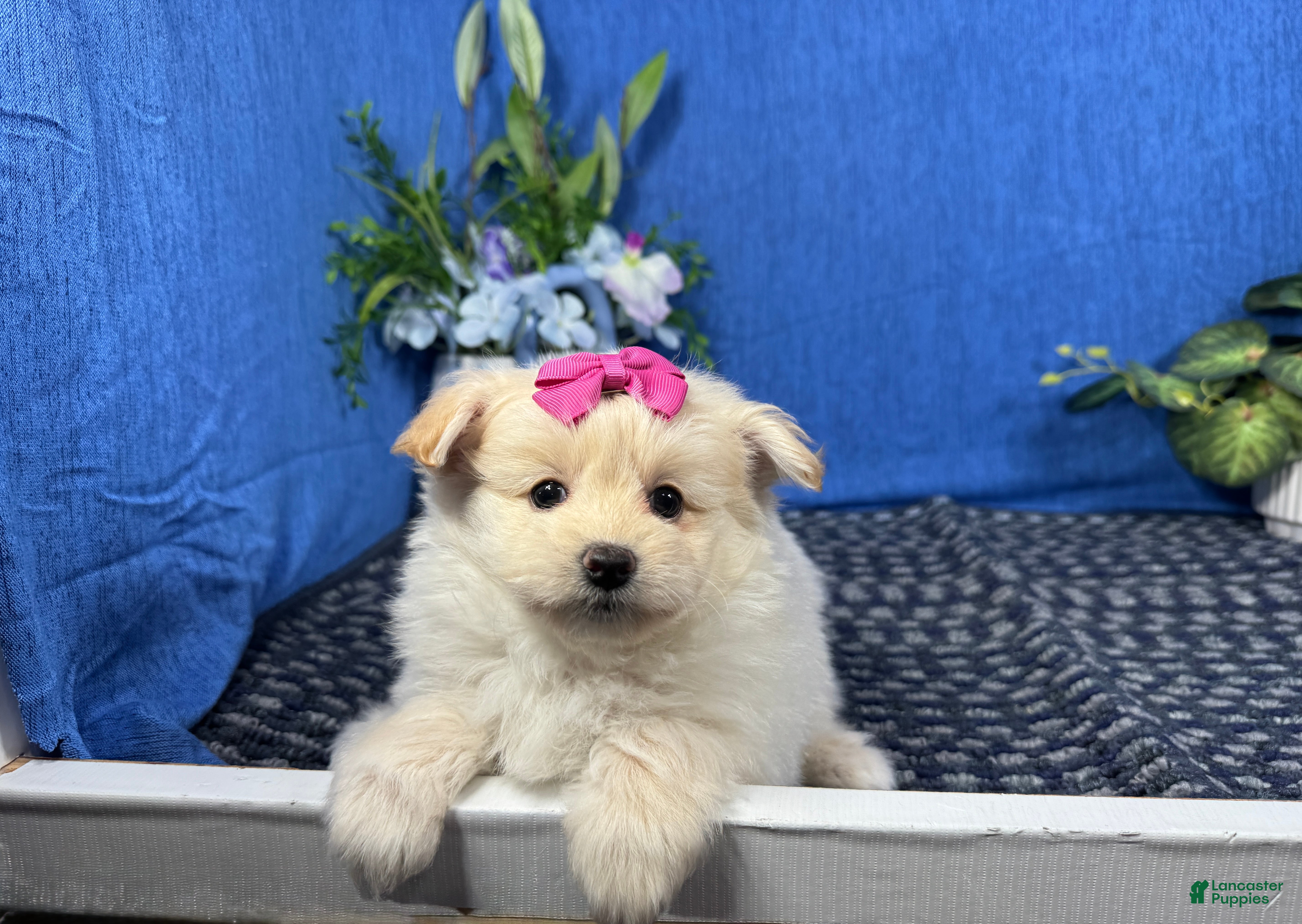 Pomapoo dogs Pomapoo 4 - Ad 31