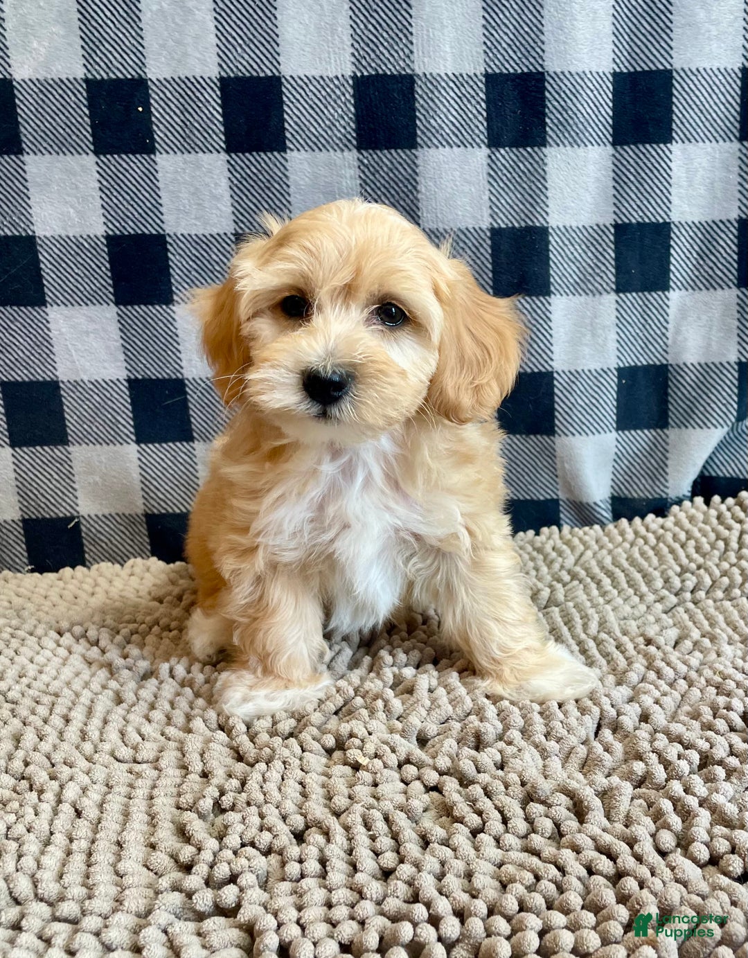 Mixed Breed dogs for sale: Ralph - Ad 10