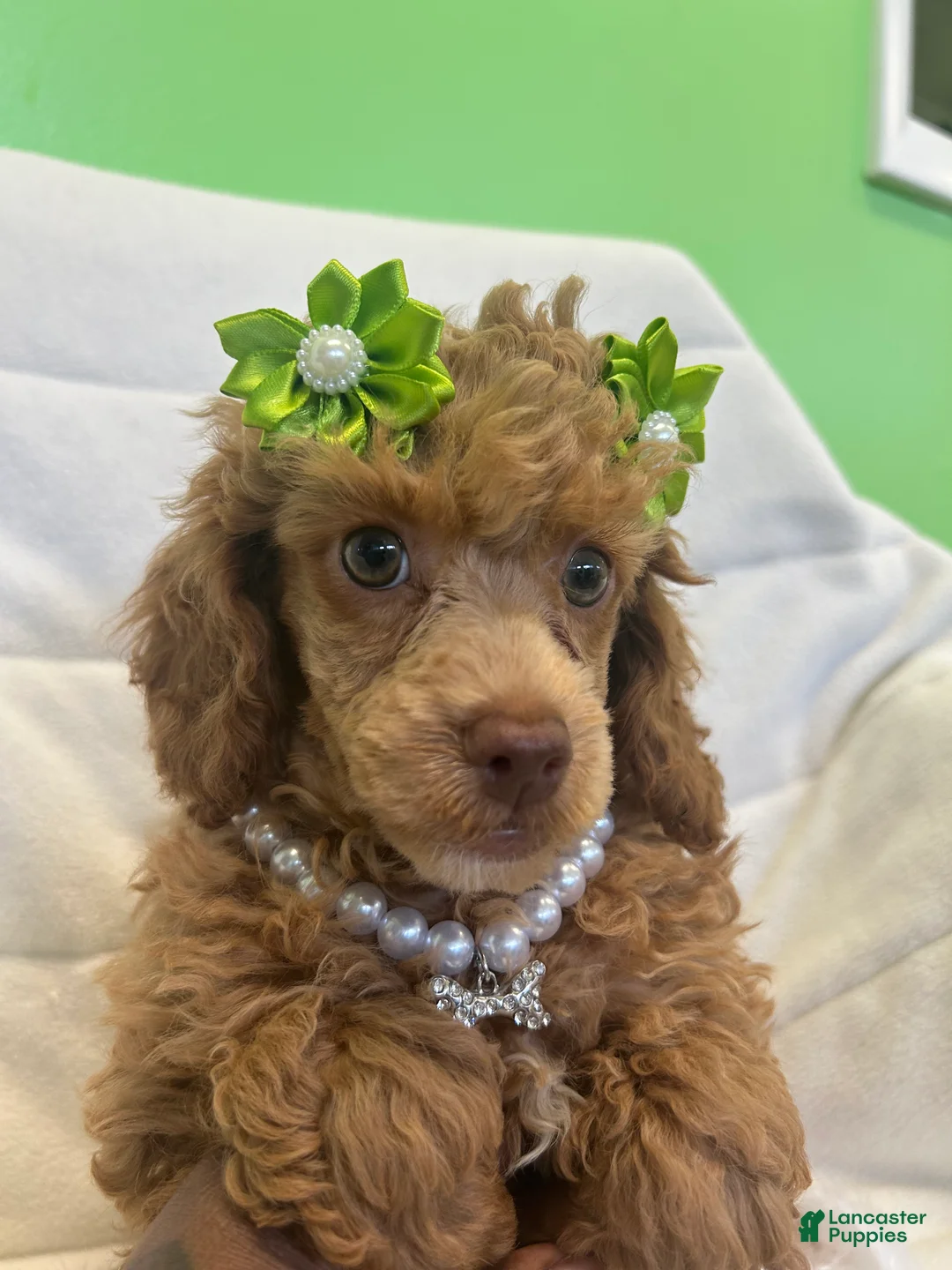 Toy Poodle dogs for sale: Toy Poodle Puppy 2 - Ad 4