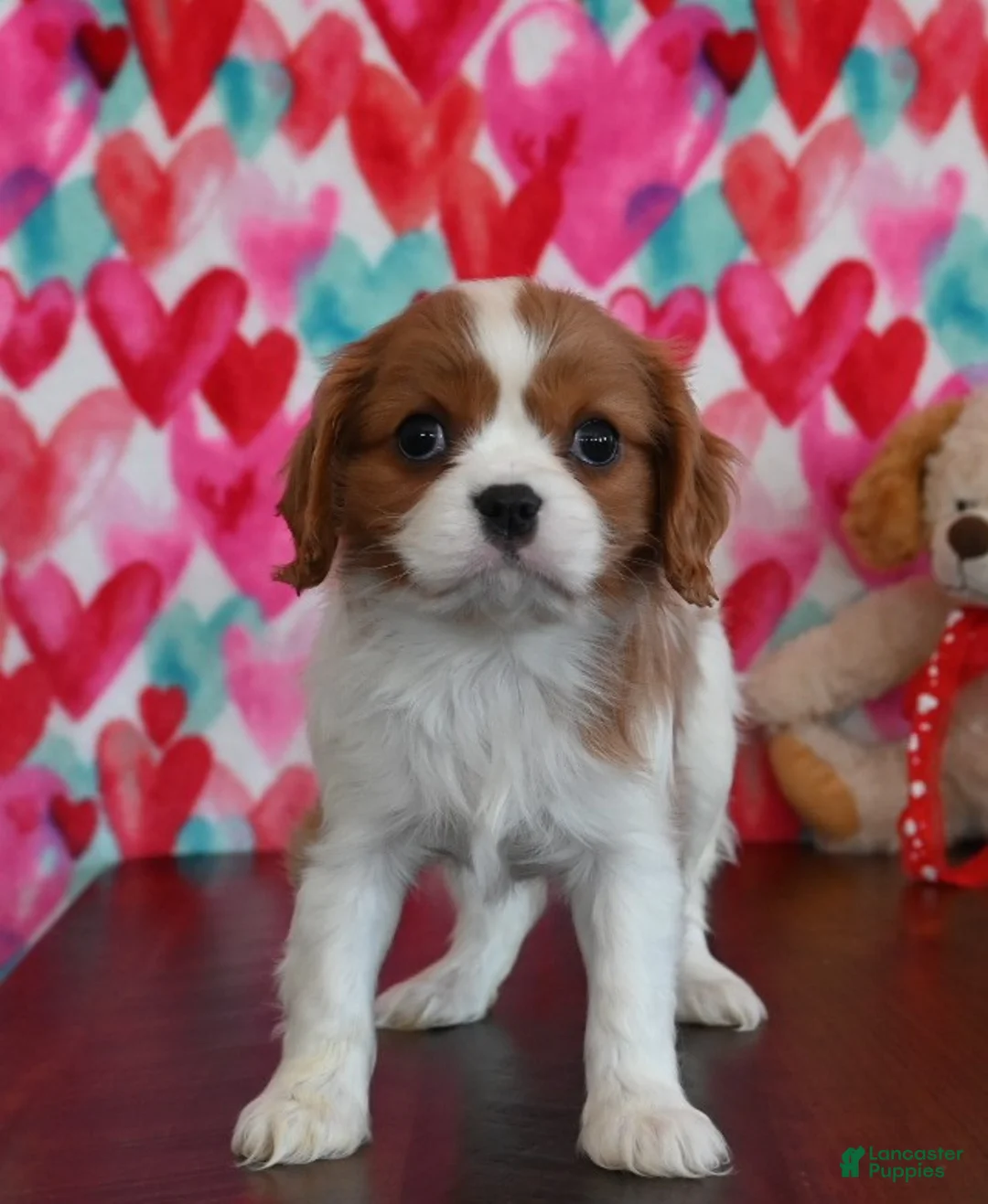Cavalier King Charles Spaniel dogs for sale: Carrie - Ad 3