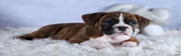 Boxer dogs for sale: Scarlett  - Ad 20