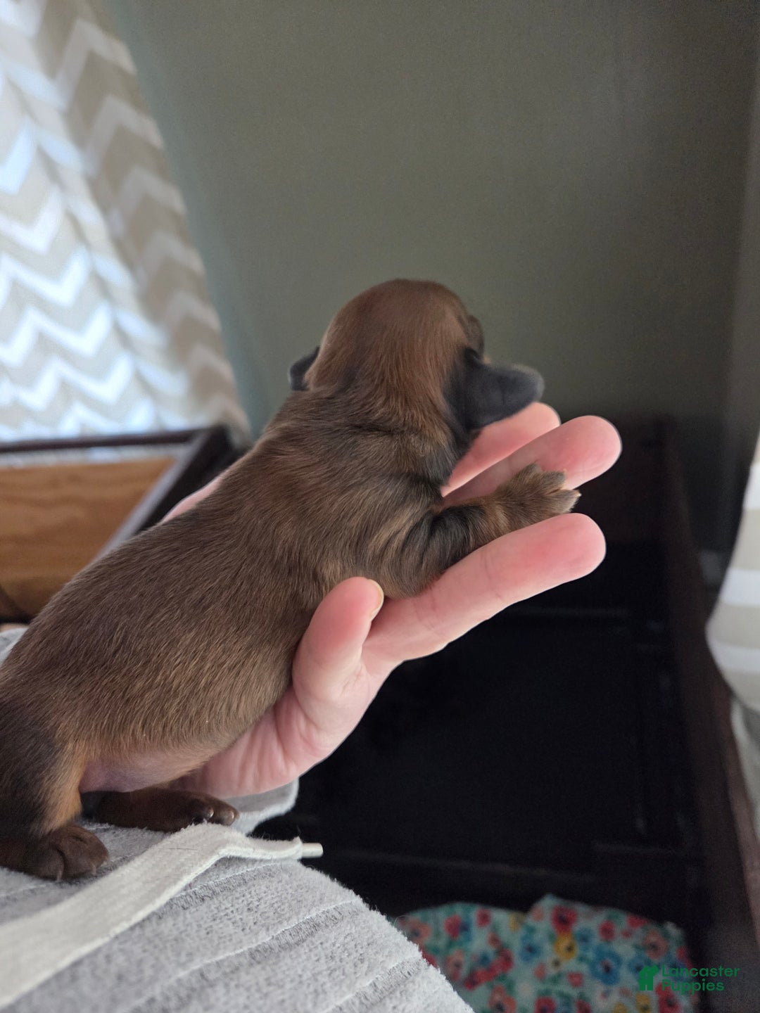 Miniature Dachshund dogs for sale: Rye - Ad 5