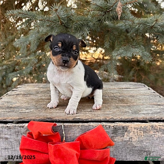 Rat Terrier dogs Mia  - Ad 1