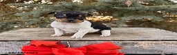 Rat Terrier dogs for sale: Mia  - Ad 1