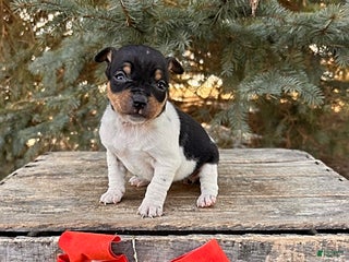 Rat Terrier dogs Mia - Ad 1